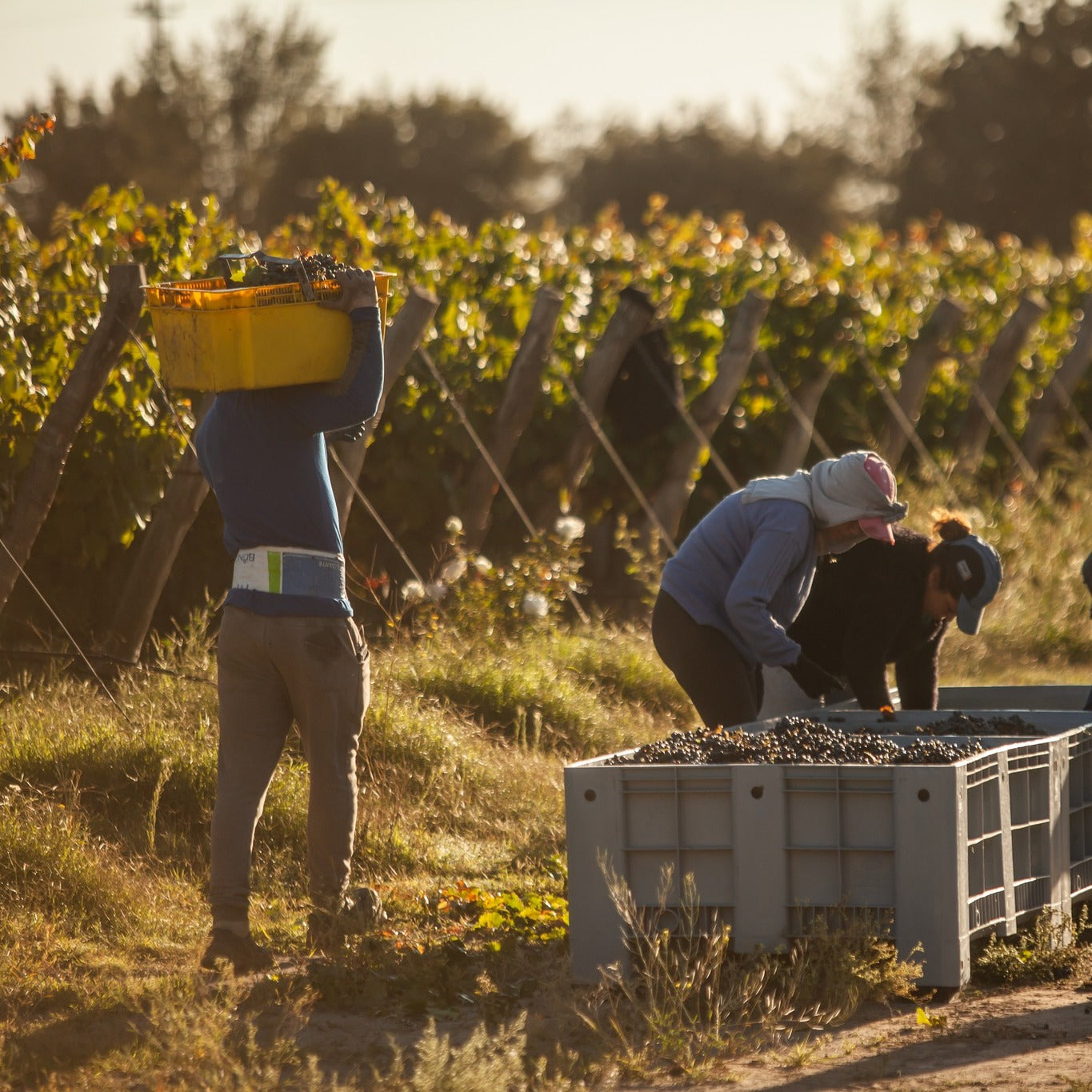 Los Helechos Malbec de Malbecs