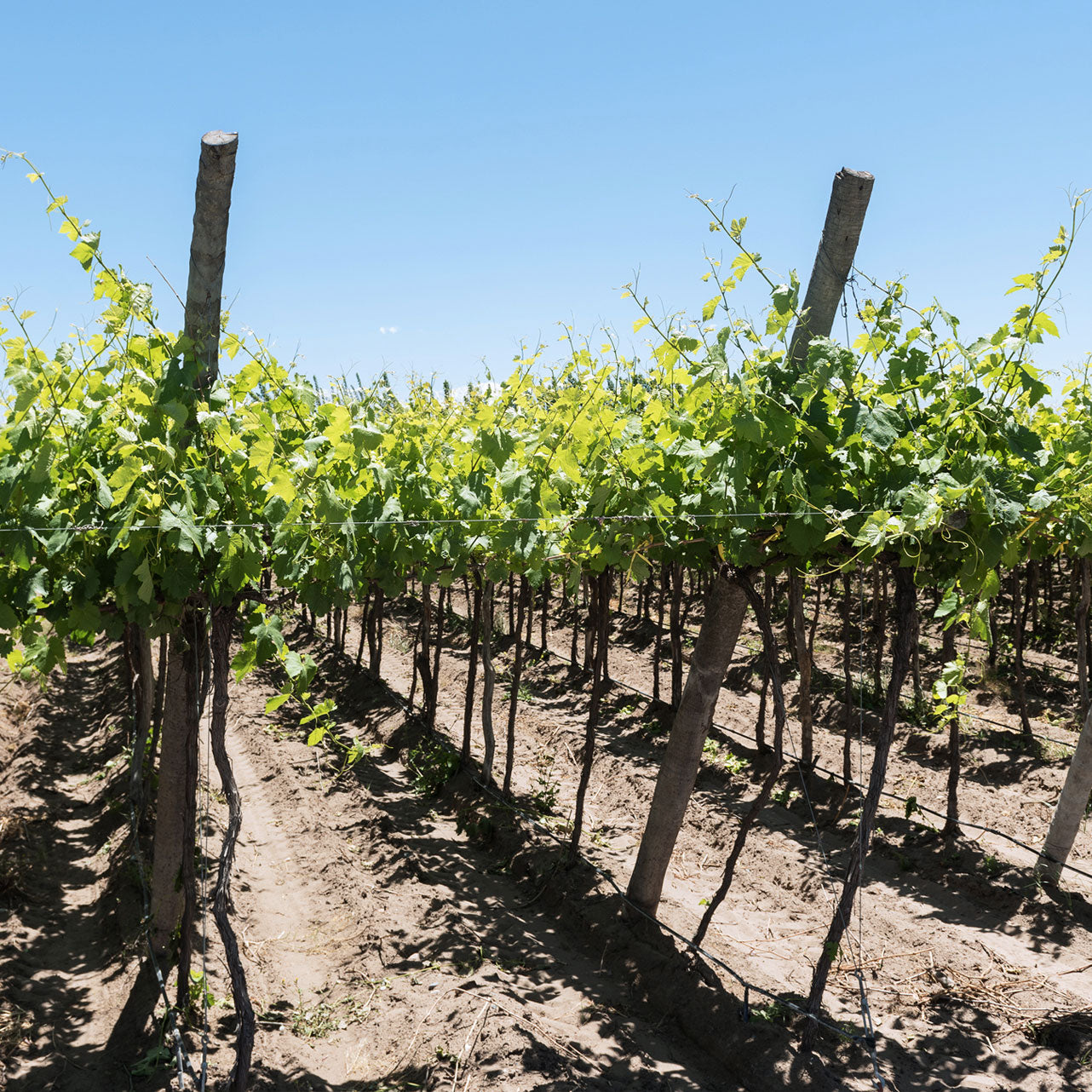 JASMINE MONET WHITE - BLANC DE BLANCS Brut